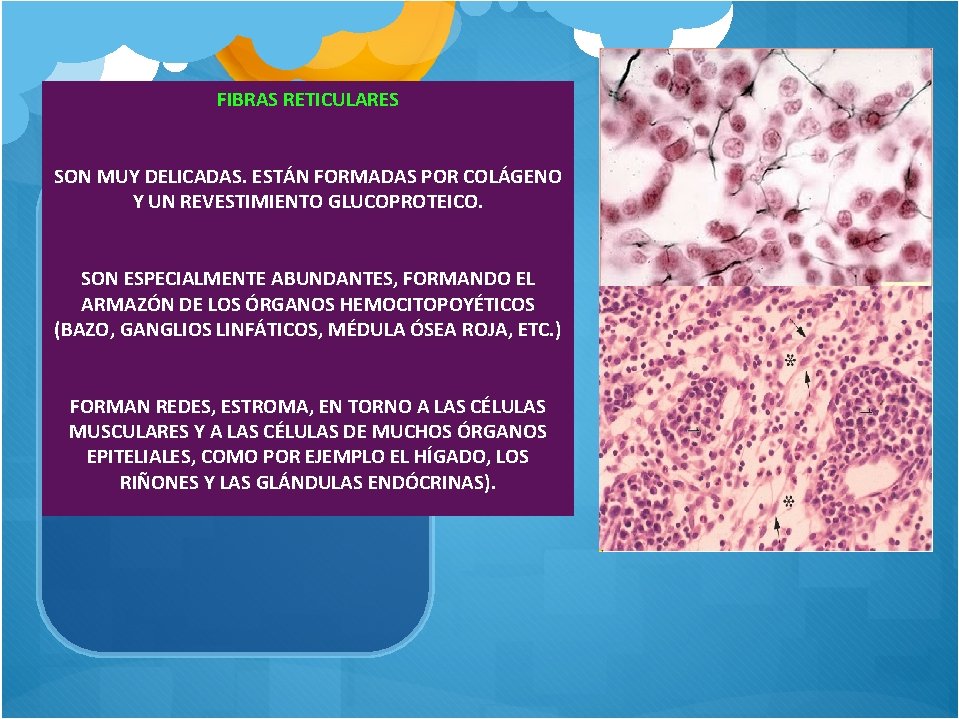 FIBRAS RETICULARES SON MUY DELICADAS. ESTÁN FORMADAS POR COLÁGENO Y UN REVESTIMIENTO GLUCOPROTEICO. SON