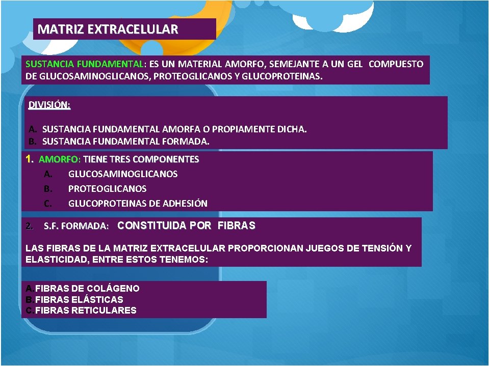 MATRIZ EXTRACELULAR SUSTANCIA FUNDAMENTAL: ES UN MATERIAL AMORFO, SEMEJANTE A UN GEL COMPUESTO DE