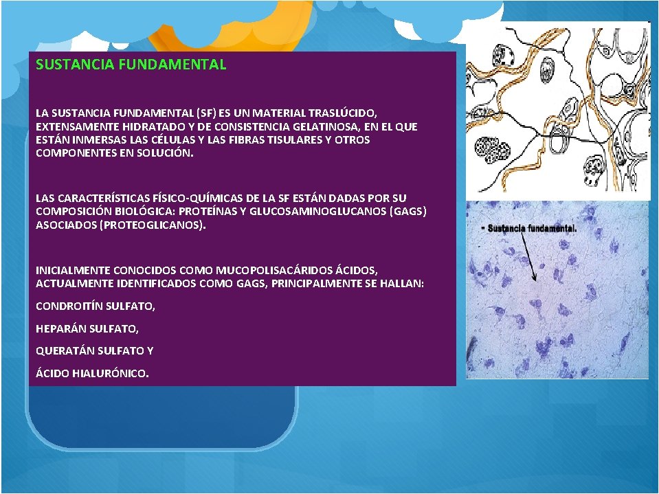 SUSTANCIA FUNDAMENTAL LA SUSTANCIA FUNDAMENTAL (SF) ES UN MATERIAL TRASLÚCIDO, EXTENSAMENTE HIDRATADO Y DE