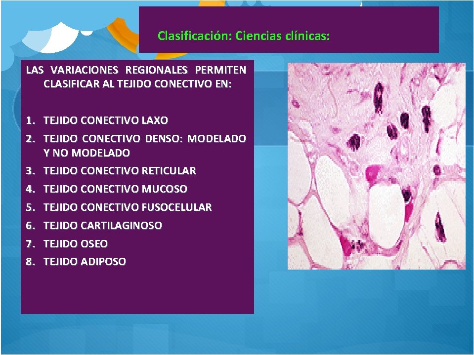  Clasificación: Ciencias clínicas: LAS VARIACIONES REGIONALES PERMITEN CLASIFICAR AL TEJIDO CONECTIVO EN: 1.