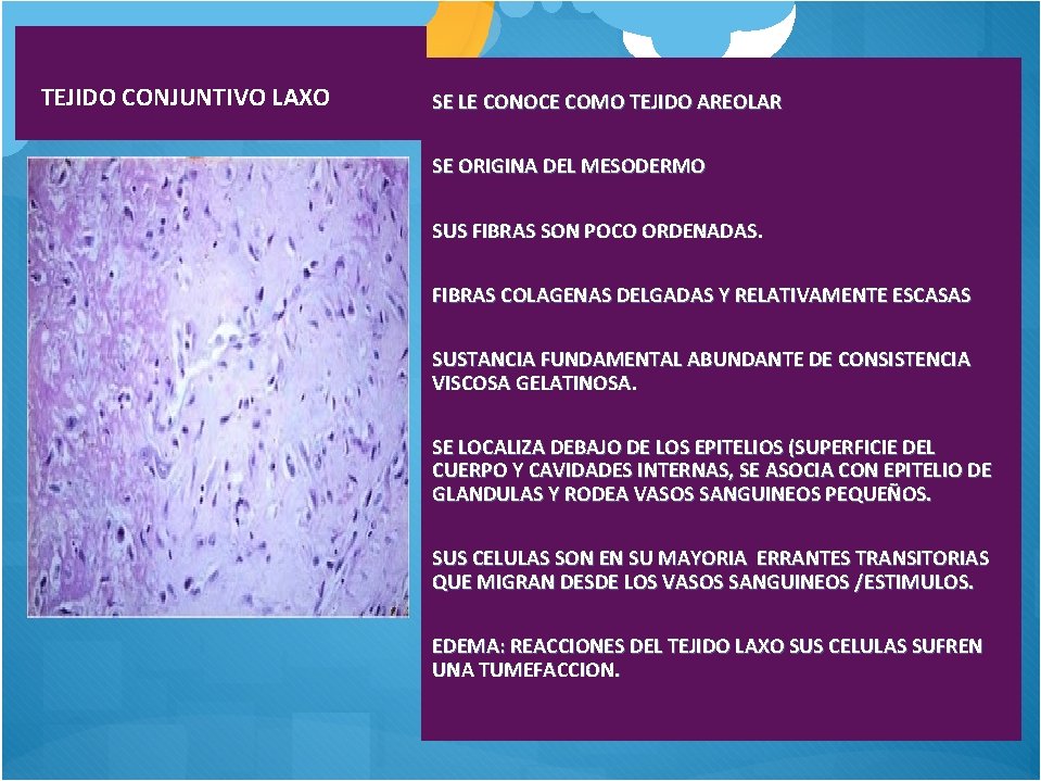  TEJIDO CONJUNTIVO LAXO SE LE CONOCE COMO TEJIDO AREOLAR SE ORIGINA DEL MESODERMO