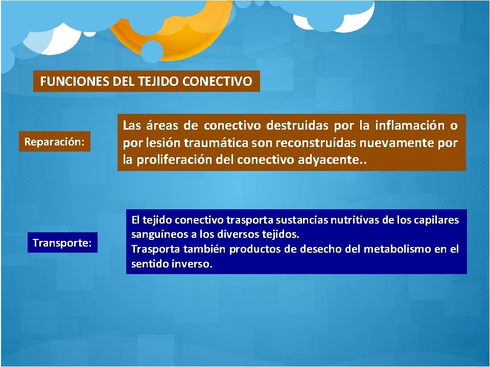  FUNCIONES DEL TEJIDO CONECTIVO Reparación: Transporte: Las áreas de conectivo destruidas por la