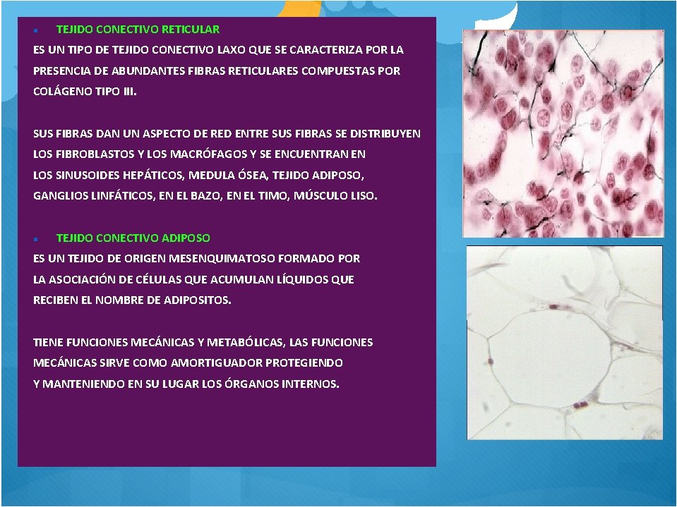  TEJIDO CONECTIVO RETICULAR ES UN TIPO DE TEJIDO CONECTIVO LAXO QUE SE CARACTERIZA