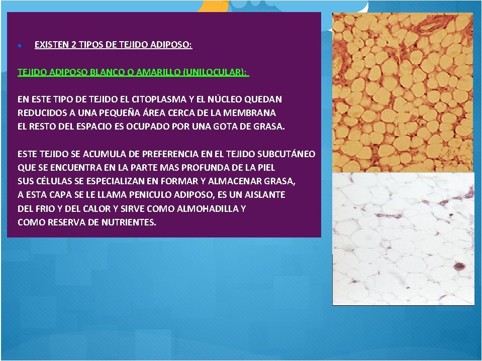  EXISTEN 2 TIPOS DE TEJIDO ADIPOSO: TEJIDO ADIPOSO BLANCO O AMARILLO (UNILOCULAR): EN