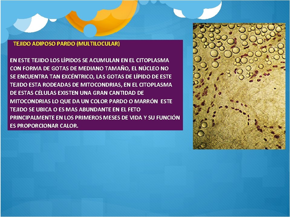 TEJIDO ADIPOSO PARDO (MULTILOCULAR) EN ESTE TEJIDO LOS LÍPIDOS SE ACUMULAN EN EL CITOPLASMA