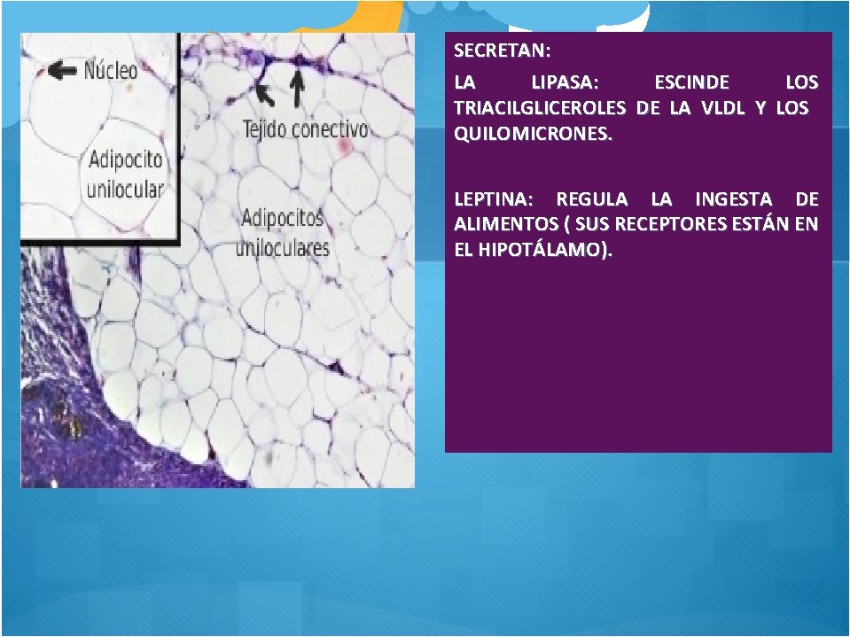 SECRETAN: LA LIPASA: ESCINDE LOS TRIACILGLICEROLES DE LA VLDL Y LOS QUILOMICRONES. LEPTINA: REGULA