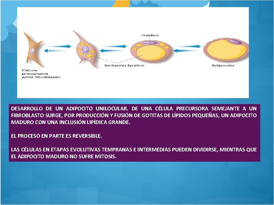 DESARROLLO DE UN ADIPOCITO UNILOCULAR. DE UNA CÉLULA PRECURSORA SEMEJANTE A UN FIBROBLASTO SURGE,
