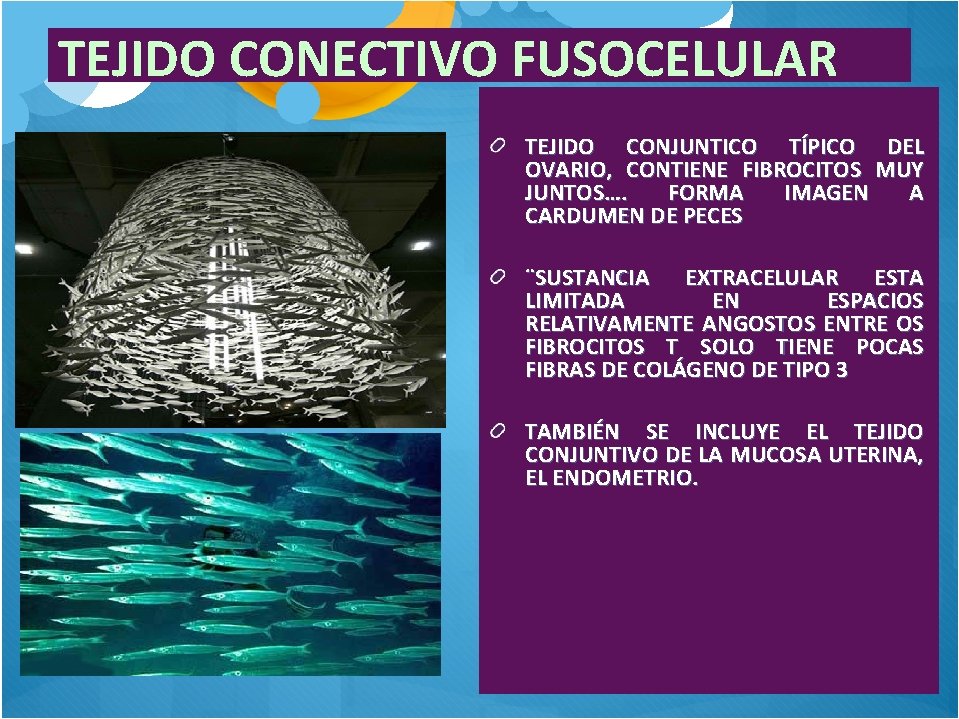 TEJIDO CONECTIVO FUSOCELULAR TEJIDO CONJUNTICO TÍPICO DEL OVARIO, CONTIENE FIBROCITOS MUY JUNTOS…. FORMA IMAGEN