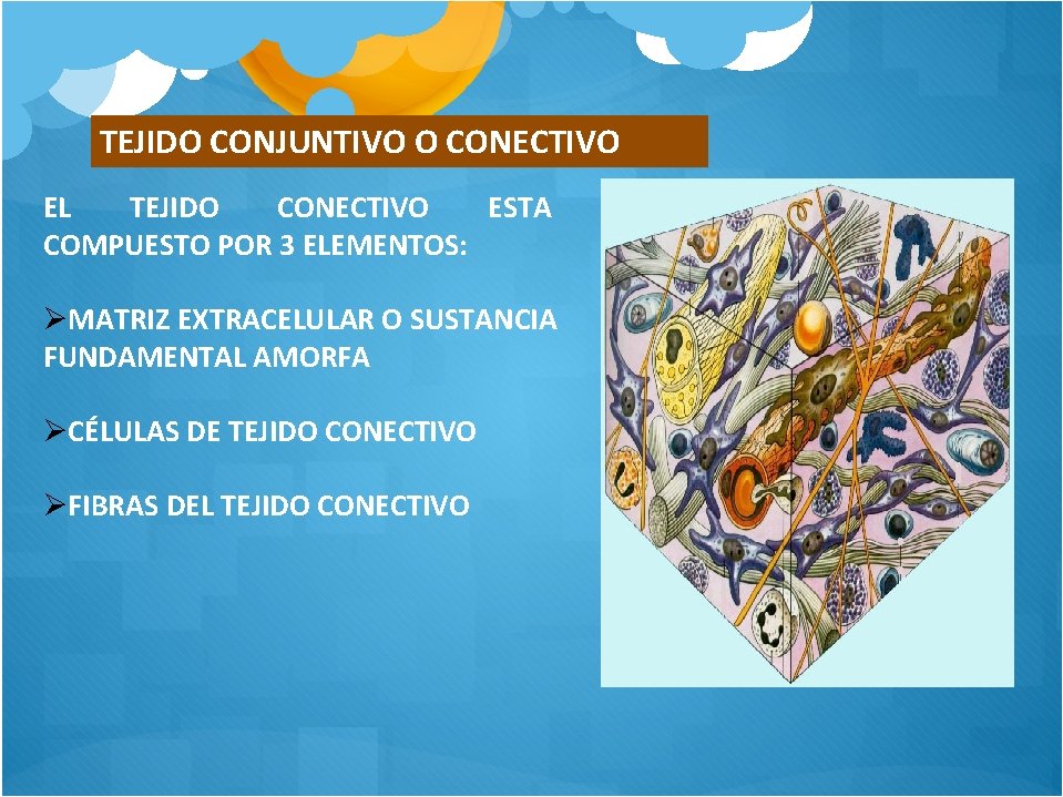 TEJIDO CONJUNTIVO O CONECTIVO EL TEJIDO CONECTIVO ESTA COMPUESTO POR 3 ELEMENTOS: MATRIZ EXTRACELULAR