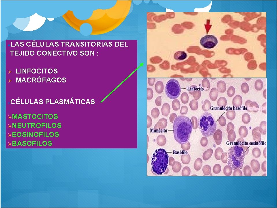 LAS CÉLULAS TRANSITORIAS DEL TEJIDO CONECTIVO SON : LINFOCITOS MACRÓFAGOS CÉLULAS PLASMÁTICAS MASTOCITOS NEUTROFILOS