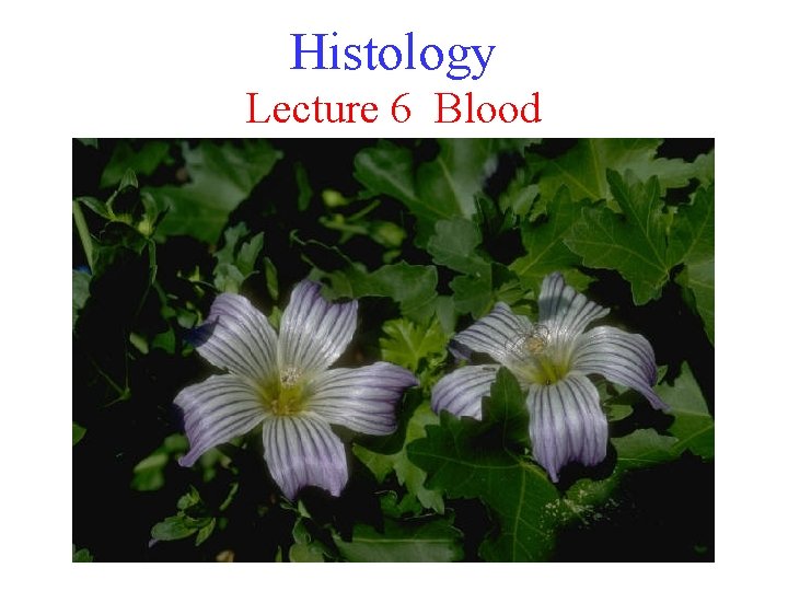 Histology Lecture 6 Blood 