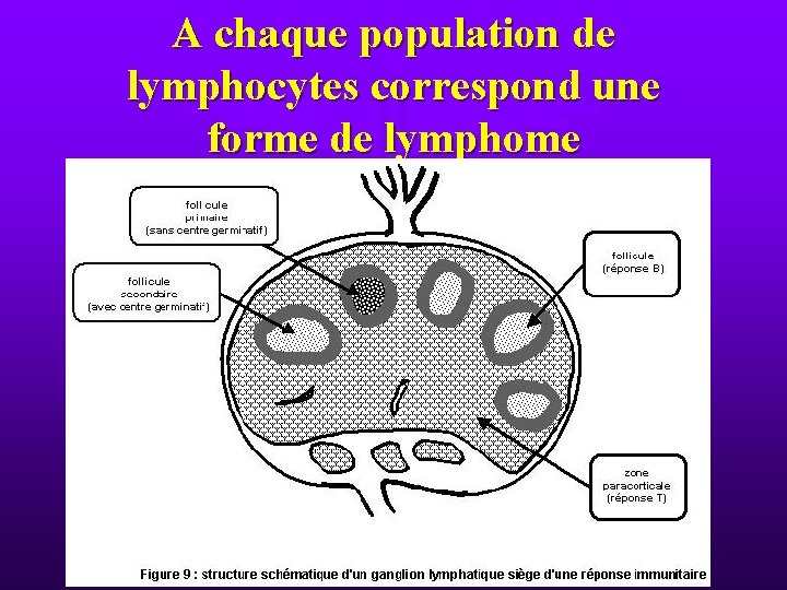A chaque population de lymphocytes correspond une forme de lymphome 