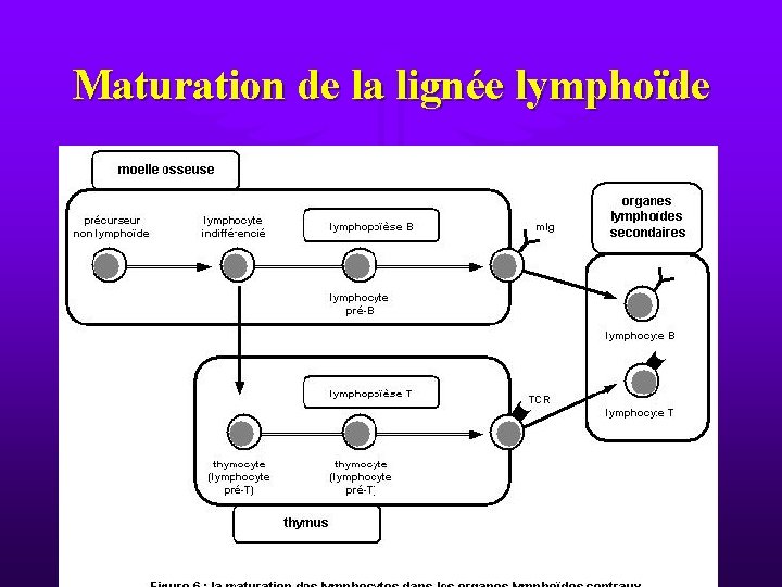 Maturation de la lignée lymphoïde 