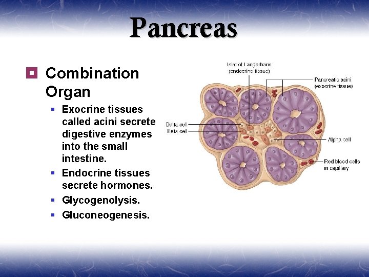 Pancreas ¥ Combination Organ § Exocrine tissues called acini secrete digestive enzymes into the