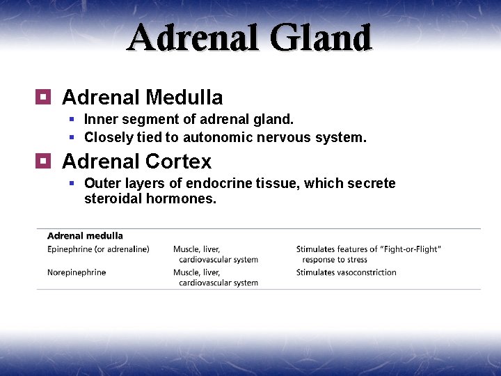 Adrenal Gland ¥ Adrenal Medulla § Inner segment of adrenal gland. § Closely tied