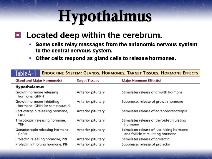 Hypothalmus ¥ Located deep within the cerebrum. § Some cells relay messages from the