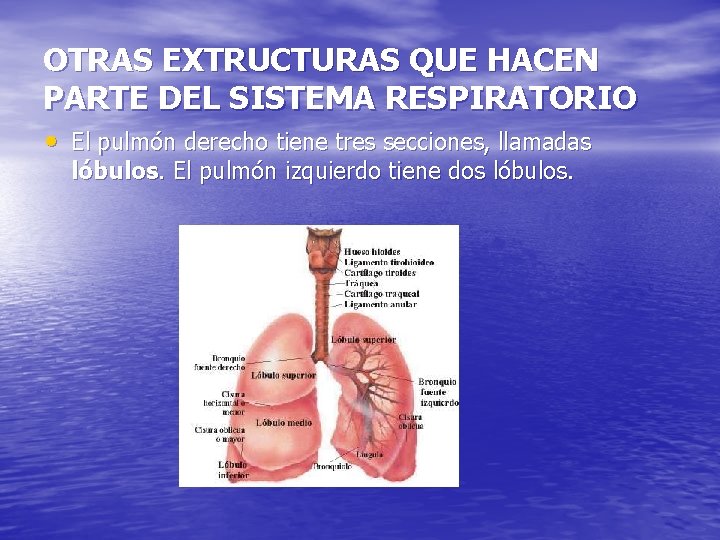OTRAS EXTRUCTURAS QUE HACEN PARTE DEL SISTEMA RESPIRATORIO • El pulmón derecho tiene tres