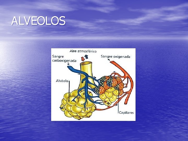 ALVEOLOS 