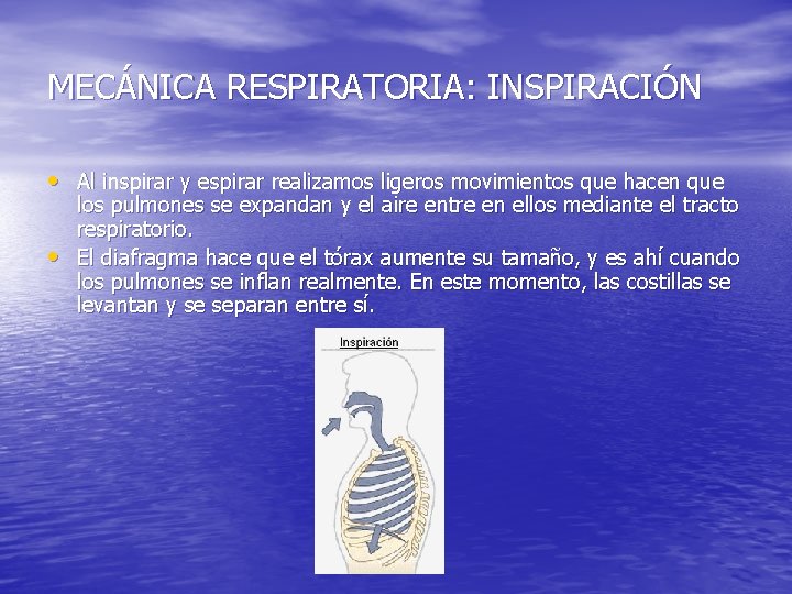 MECÁNICA RESPIRATORIA: INSPIRACIÓN • Al inspirar y espirar realizamos ligeros movimientos que hacen que