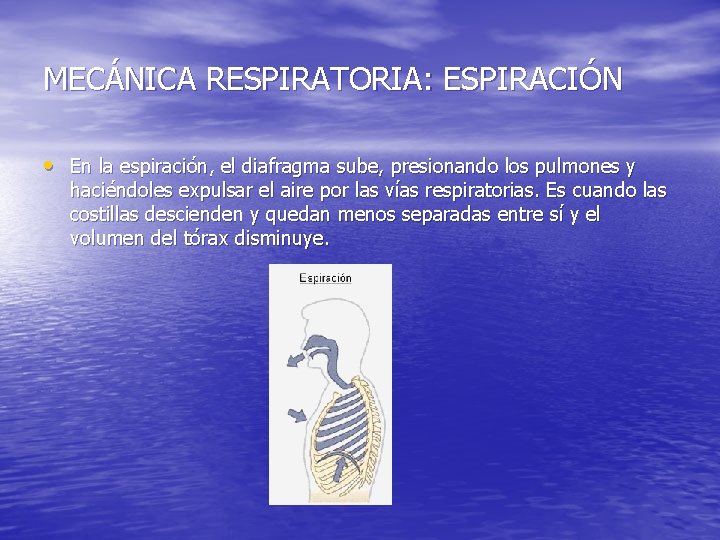 MECÁNICA RESPIRATORIA: ESPIRACIÓN • En la espiración, el diafragma sube, presionando los pulmones y