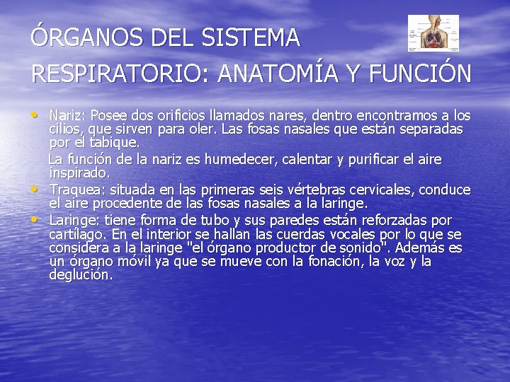 ÓRGANOS DEL SISTEMA RESPIRATORIO: ANATOMÍA Y FUNCIÓN • Nariz: Posee dos orificios llamados nares,