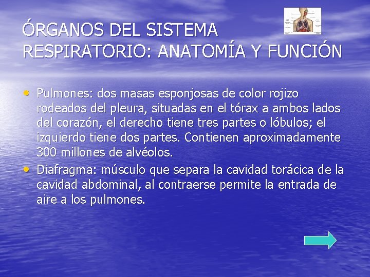 ÓRGANOS DEL SISTEMA RESPIRATORIO: ANATOMÍA Y FUNCIÓN • Pulmones: dos masas esponjosas de color