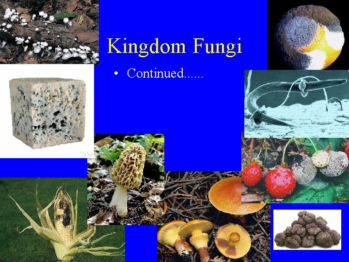 Kingdom Fungi • Continued. . . 