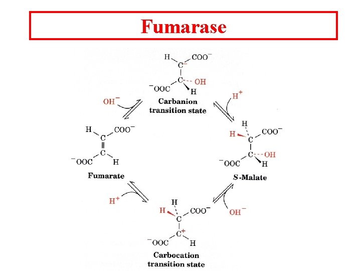 Fumarase Fumarase
