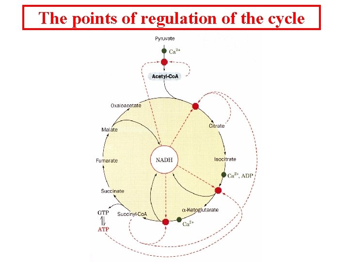 The points of regulation of the cycle 