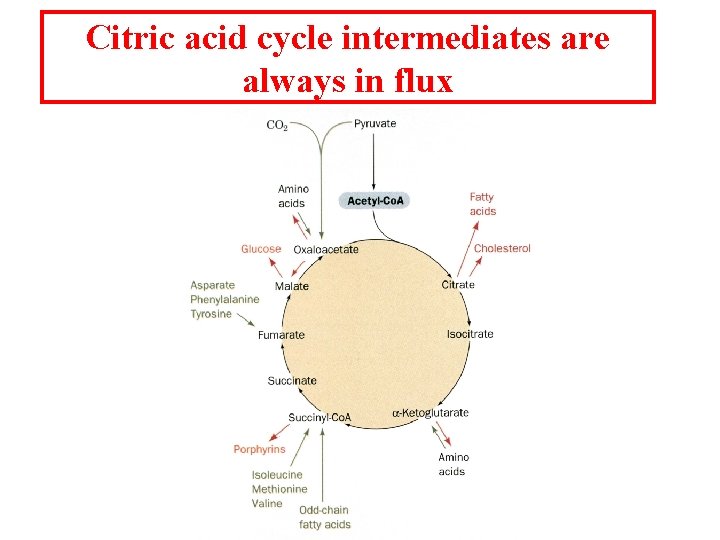 Citric acid cycle intermediates are always in flux 