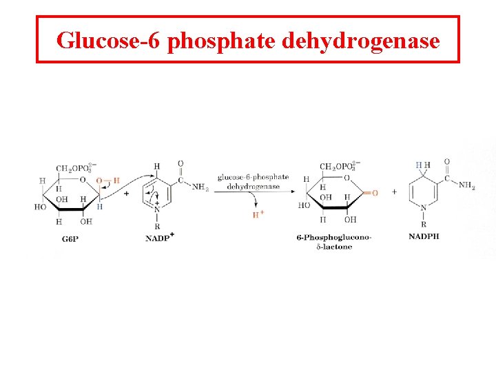 Glucose-6 phosphate dehydrogenase 