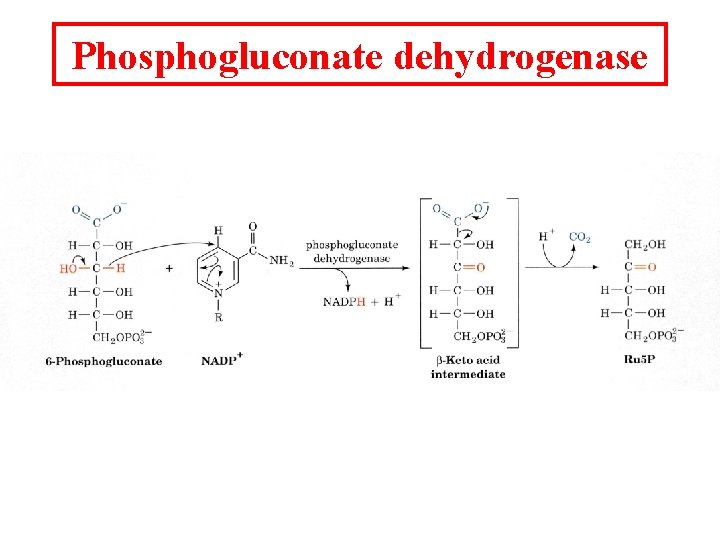 Phosphogluconate dehydrogenase 