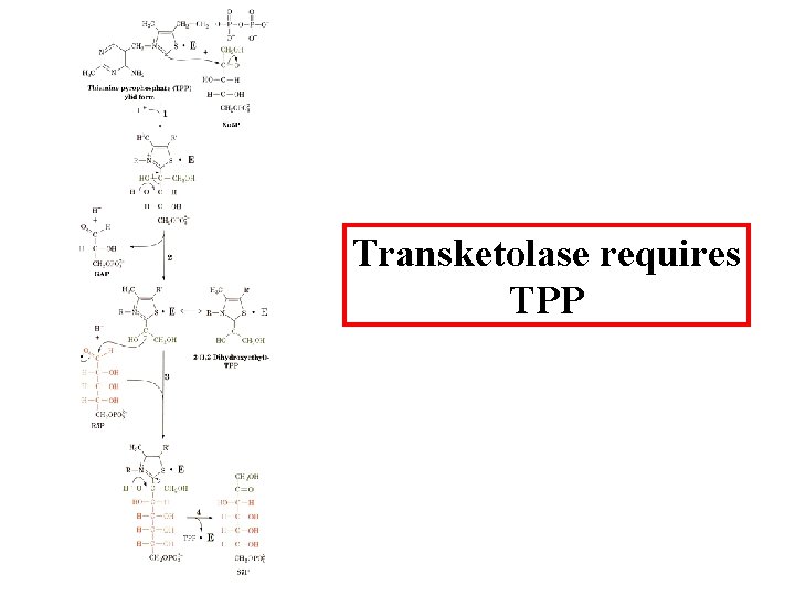 Transketolase requires TPP 