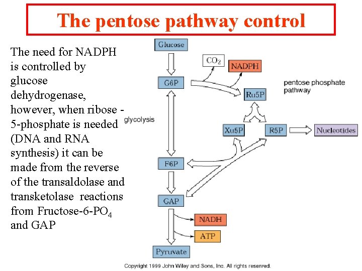 The pentose pathway control The need for NADPH is controlled by glucose dehydrogenase, however,