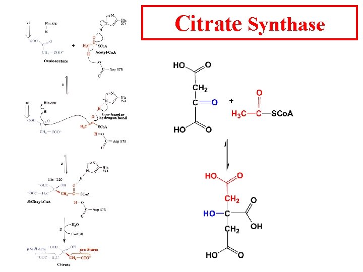 Citrate Synthase 