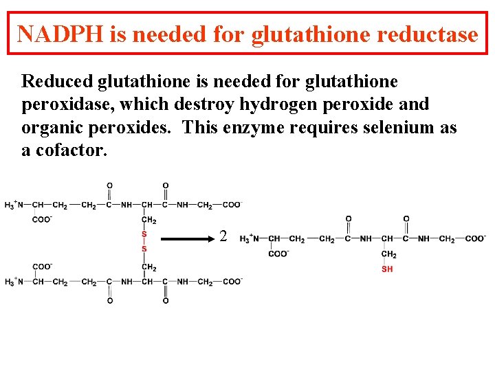 NADPH is needed for glutathione reductase Reduced glutathione is needed for glutathione peroxidase, which NADPH is needed for glutathione reductase Reduced glutathione is needed for glutathione peroxidase, which