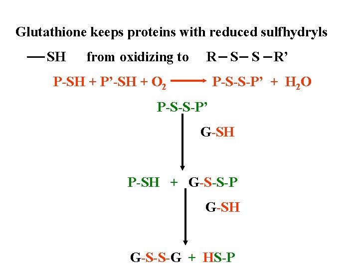 Glutathione keeps proteins with reduced sulfhydryls SH from oxidizing to R P-SH + P’-SH Glutathione keeps proteins with reduced sulfhydryls SH from oxidizing to R P-SH + P’-SH