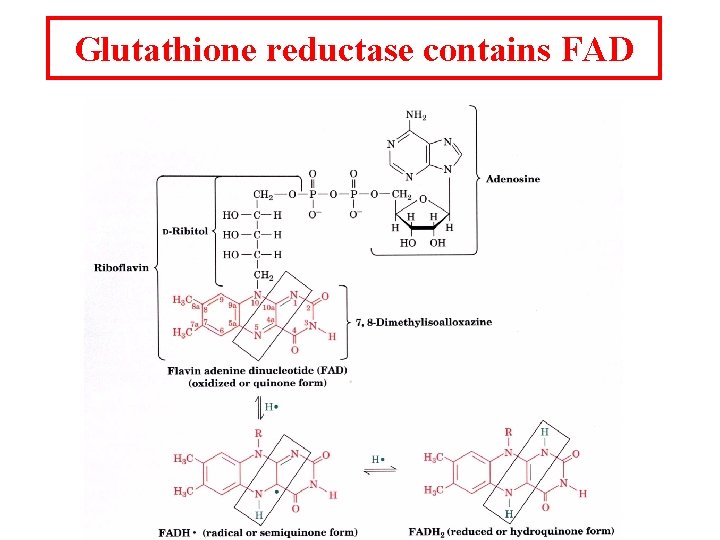 Glutathione reductase contains FAD Glutathione reductase contains FAD