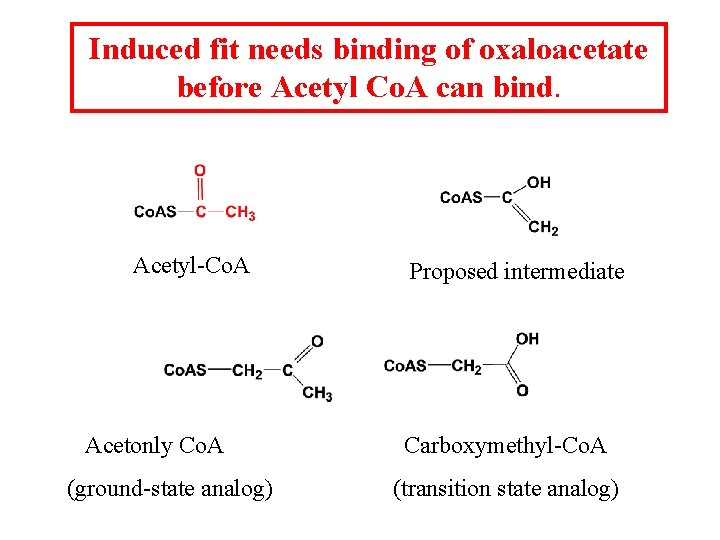 Induced fit needs binding of oxaloacetate before Acetyl Co. A can bind. Acetyl-Co. A Induced fit needs binding of oxaloacetate before Acetyl Co. A can bind. Acetyl-Co. A
