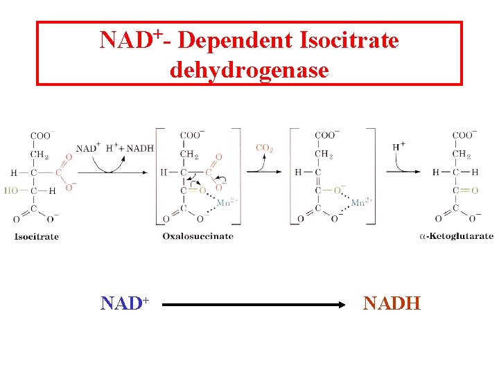 NAD+- Dependent Isocitrate dehydrogenase NAD+ NADH NAD+- Dependent Isocitrate dehydrogenase NAD+ NADH