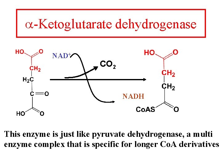 a-Ketoglutarate dehydrogenase NAD+ CO 2 NADH This enzyme is just like pyruvate dehydrogenase, a a-Ketoglutarate dehydrogenase NAD+ CO 2 NADH This enzyme is just like pyruvate dehydrogenase, a