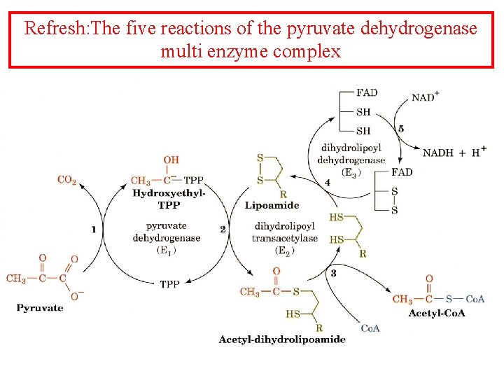 Refresh: The five reactions of the pyruvate dehydrogenase multi enzyme complex Refresh: The five reactions of the pyruvate dehydrogenase multi enzyme complex