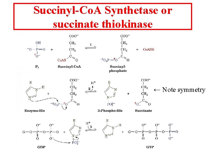 Succinyl-Co. A Synthetase or succinate thiokinase ← Note symmetry 