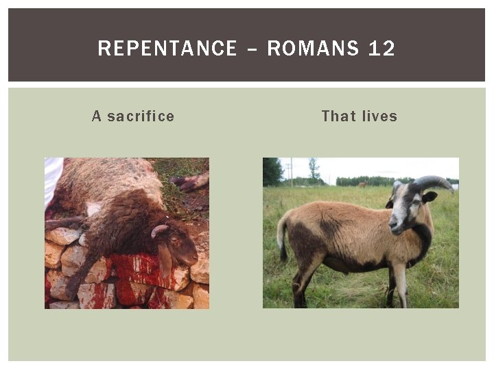 REPENTANCE – ROMANS 12 A sacrifice That lives 