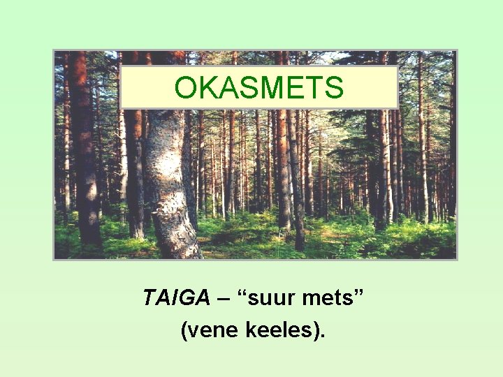 OKASMETS TAIGA – “suur mets” (vene keeles). OKASMETS TAIGA – “suur mets” (vene keeles).