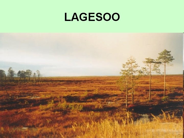 LAGESOO LAGESOO