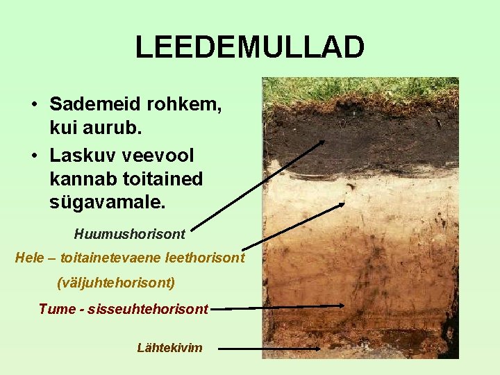 LEEDEMULLAD • Sademeid rohkem, kui aurub. • Laskuv veevool kannab toitained sügavamale. Huumushorisont Hele LEEDEMULLAD • Sademeid rohkem, kui aurub. • Laskuv veevool kannab toitained sügavamale. Huumushorisont Hele