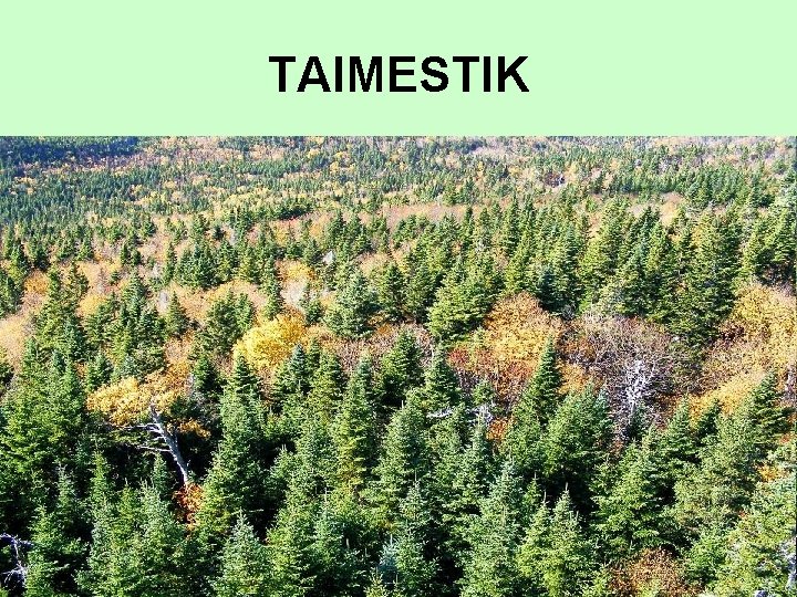 TAIMESTIK TAIMESTIK
