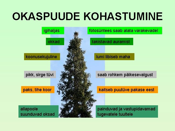 OKASPUUDE KOHASTUMINE igihaljas okkad koonusekujuline pikk, sirge tüvi fotosüntees saab alata varakevadel takistavad auramist OKASPUUDE KOHASTUMINE igihaljas okkad koonusekujuline pikk, sirge tüvi fotosüntees saab alata varakevadel takistavad auramist