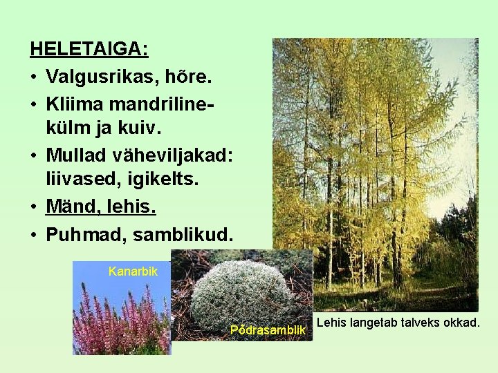 HELETAIGA: • Valgusrikas, hõre. • Kliima mandrilinekülm ja kuiv. • Mullad väheviljakad: liivased, igikelts. HELETAIGA: • Valgusrikas, hõre. • Kliima mandrilinekülm ja kuiv. • Mullad väheviljakad: liivased, igikelts.